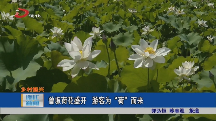 曾坂荷花盛开 游客为“荷”而来 - 憨鼠网