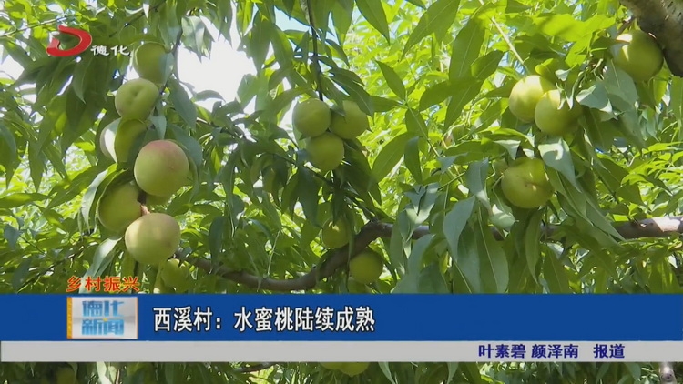 西溪村：水蜜桃陆续成熟 - 憨鼠网
