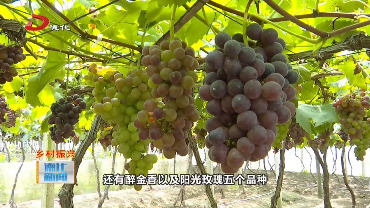 注贯葡萄园：又到葡萄成熟时 游客采摘乐开怀 - 憨鼠网