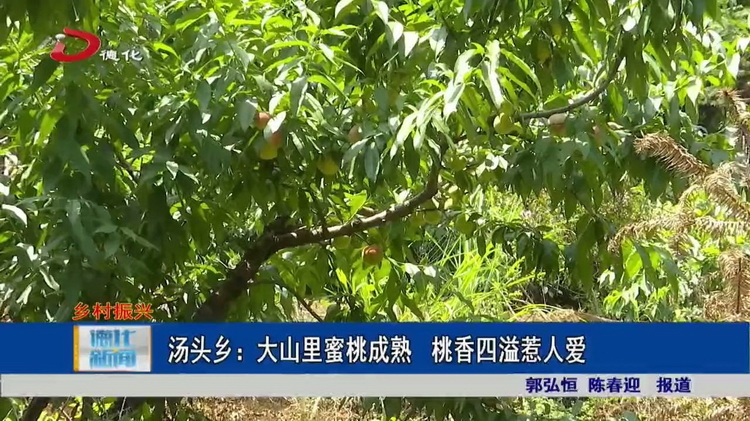 汤头乡：大山里蜜桃成熟 桃香四溢惹人爱 - 憨鼠网