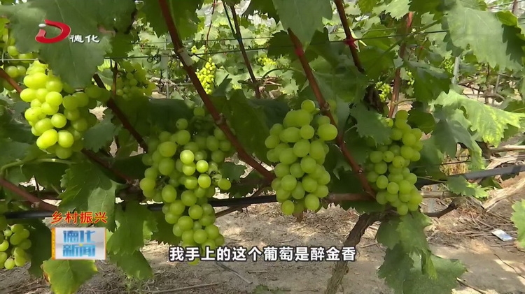 国宝永德葡萄庄园：葡萄已成熟 采摘攻略您收好 - 憨鼠网
