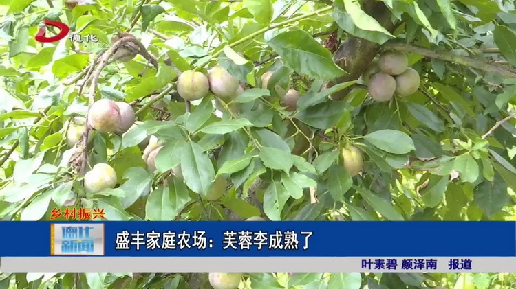 盛丰家庭农场：芙蓉李成熟了 - 憨鼠网