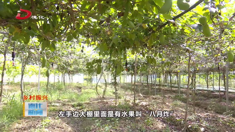 美湖镇美湖村：瓜果飘香 果园迎来丰收季 - 憨鼠网