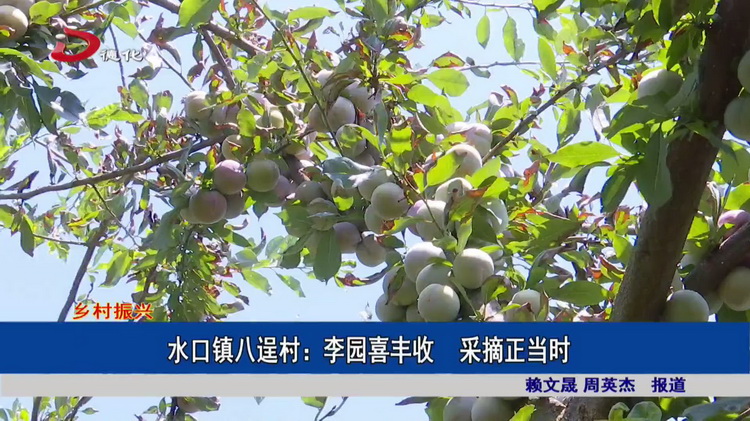 水口镇八逞村：李园喜丰收  采摘正当时 - 憨鼠网