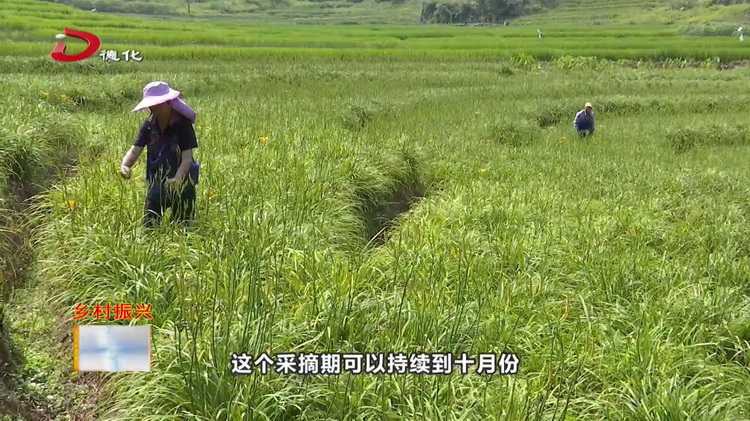 春美乡：遍地黄花遍地“金” 村民采收喜笑颜 - 憨鼠网