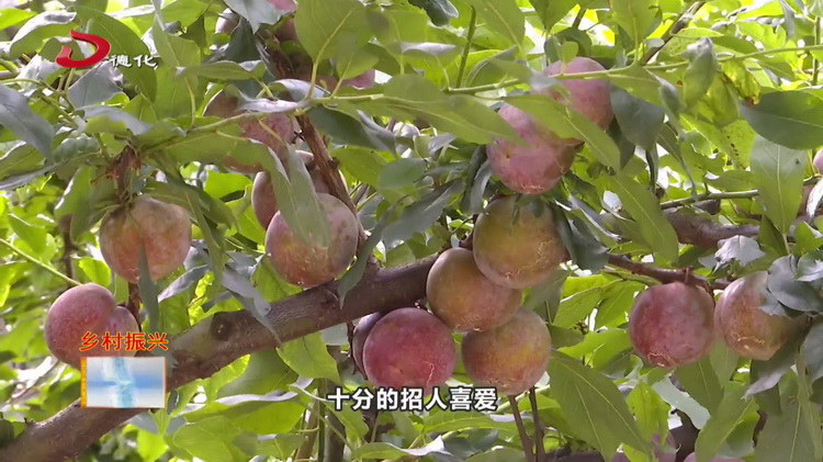 高阳桃花岭：芙蓉李成熟 游客采摘乐 - 憨鼠网
