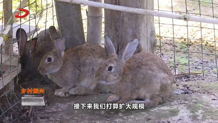 依托好生态  闯出养兔致富路 - 憨鼠网