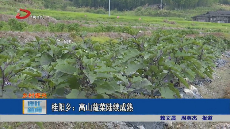 桂阳乡：高山蔬菜陆续成熟 - 憨鼠网