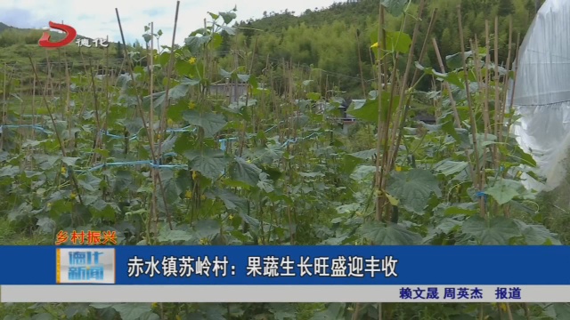 赤水镇苏岭村：果蔬生长旺盛迎丰收 - 憨鼠网