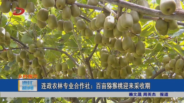 连政农林专业合作社：百亩猕猴桃迎来采收期 - 憨鼠网