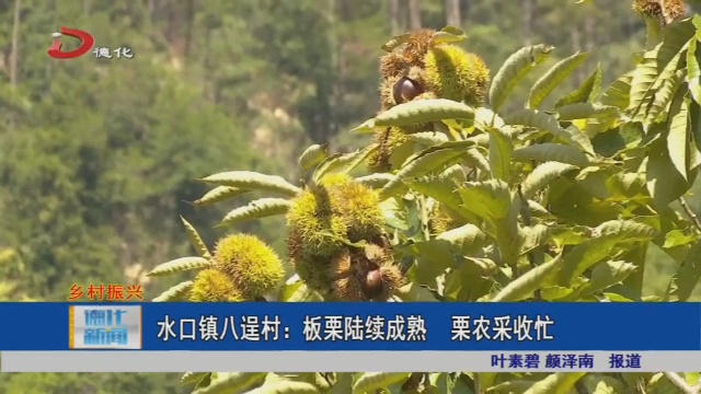 水口镇八逞村：板栗陆续成熟 栗农采收忙 - 憨鼠网