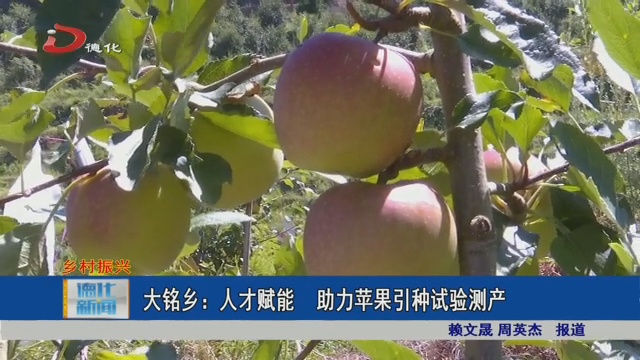 大铭乡：人才赋能 助力苹果引种试验测产 - 憨鼠网