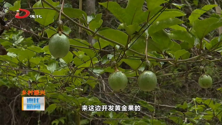 葛坑镇：黄金百香果 下月可采摘 - 憨鼠网