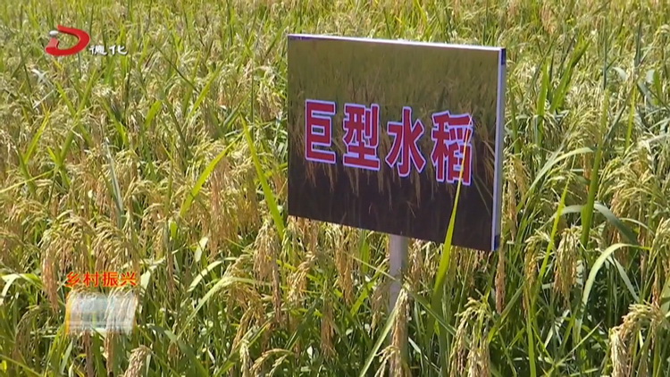 “巨型稻”试种成功 水稻底下好乘凉 - 憨鼠网