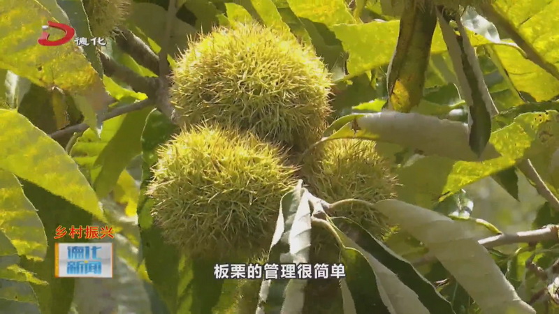 汤头乡草村村：百亩板栗进入采收期 - 憨鼠网