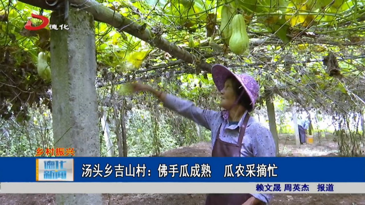 汤头乡吉山村：佛手瓜成熟 瓜农采摘忙 - 憨鼠网