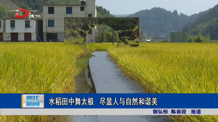 水稻田中舞太极 尽显人与自然和谐美 - 憨鼠网