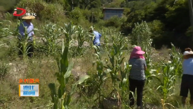 水口镇八逞村：高山玉米丰收季 农民忙碌采摘时 - 憨鼠网