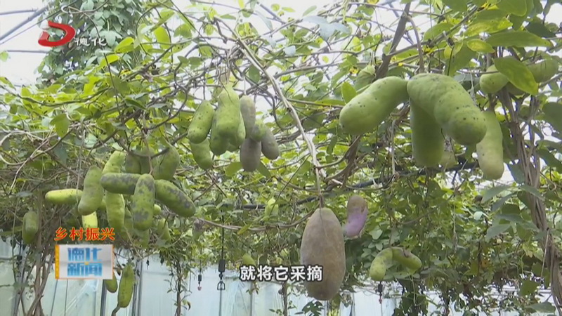 美湖镇：八月炸迎来采摘季 - 憨鼠网
