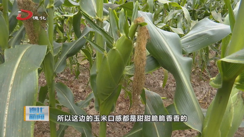 杨梅乡和顺村：水果玉米喜获丰收 - 憨鼠网