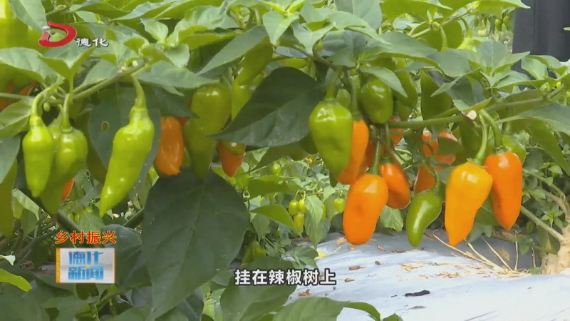 美湖镇：百亩“魔鬼辣椒”迎丰收 - 憨鼠网