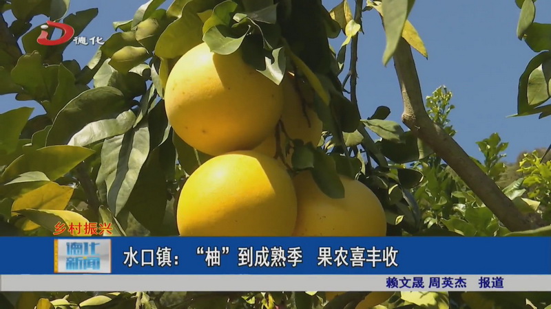 水口镇：“柚”到成熟季 果农喜丰收 - 憨鼠网