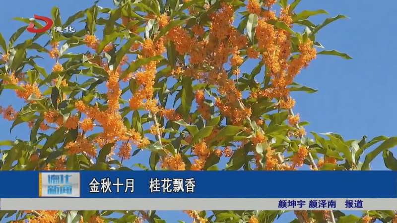金秋十月 桂花飘香 - 憨鼠网