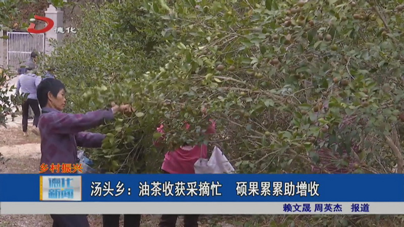 汤头乡：油茶收获采摘忙 硕果累累助增收 - 憨鼠网