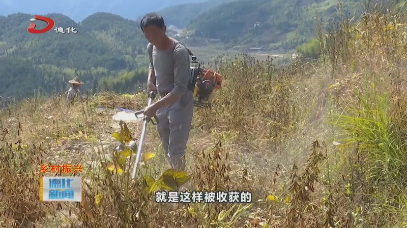 黑豆种植喜丰收 村民地里收割忙 - 憨鼠网