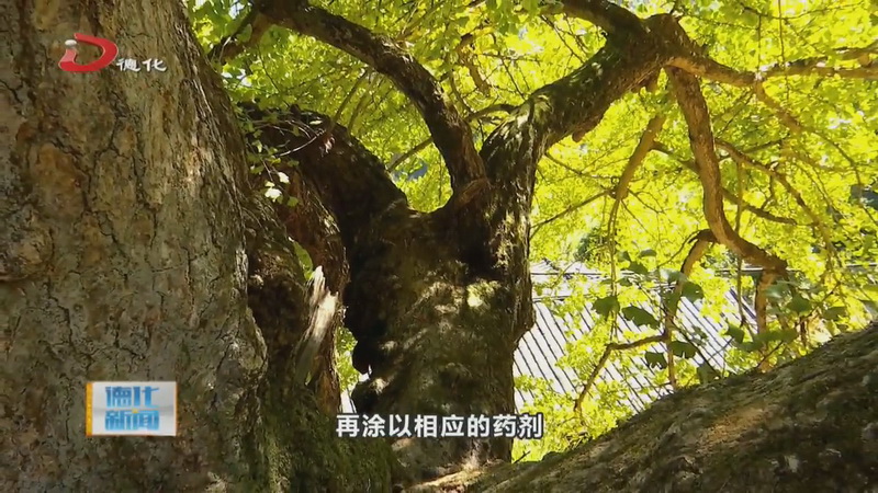 杨梅乡：护好绿色“活化石”古树保护见成效 - 憨鼠网