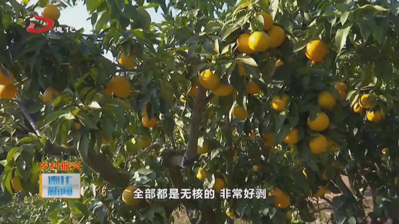 绿行家庭农场：“果冻橙”成熟 采摘正当时 - 憨鼠网