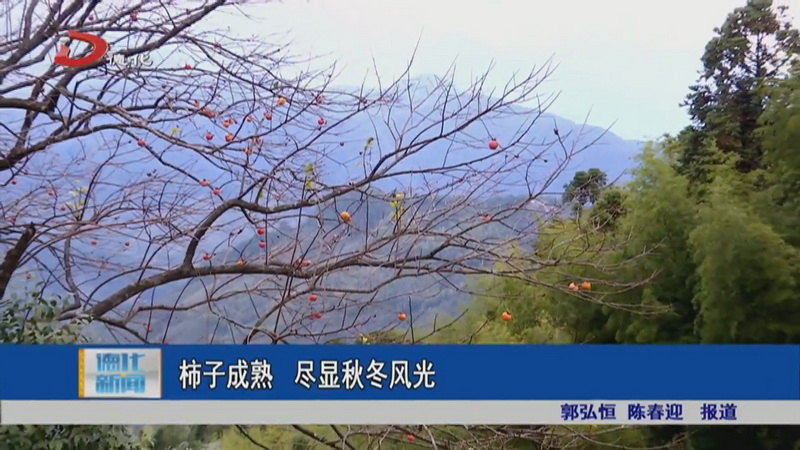 柿子成熟 尽显秋冬好风光 - 憨鼠网