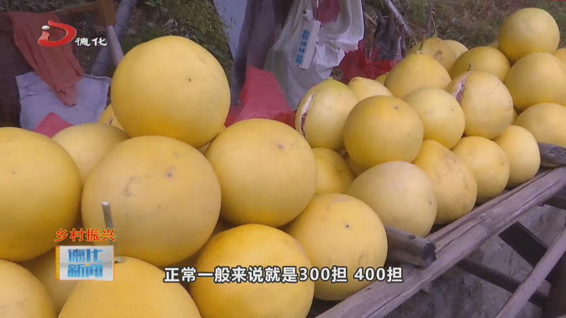 南埕镇：“柚”到成熟时 - 憨鼠网