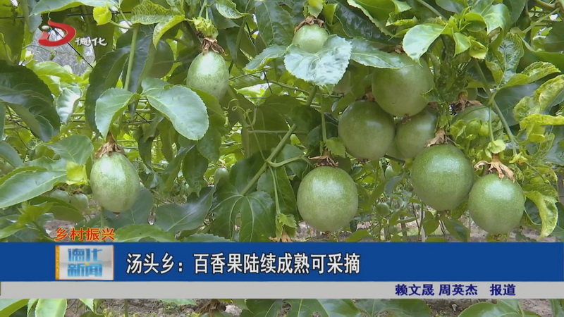 汤头乡：百香果陆续成熟可采摘 - 憨鼠网
