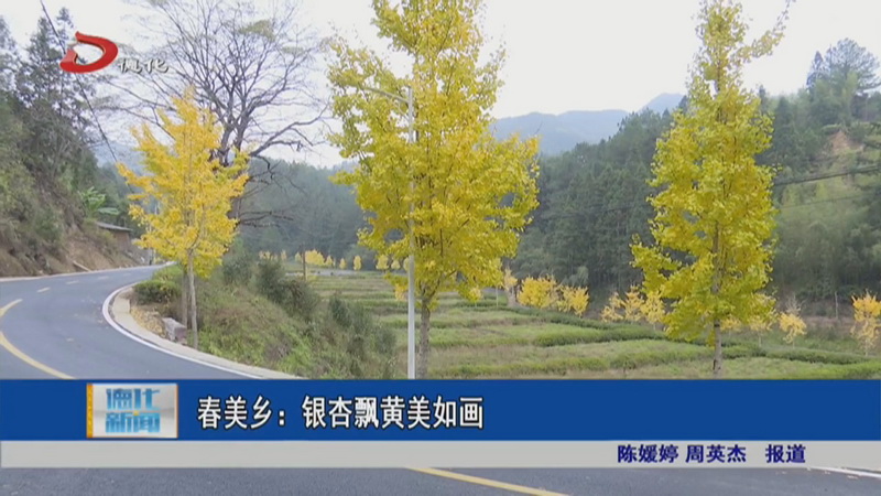 春美乡：银杏飘黄美如画 - 憨鼠网