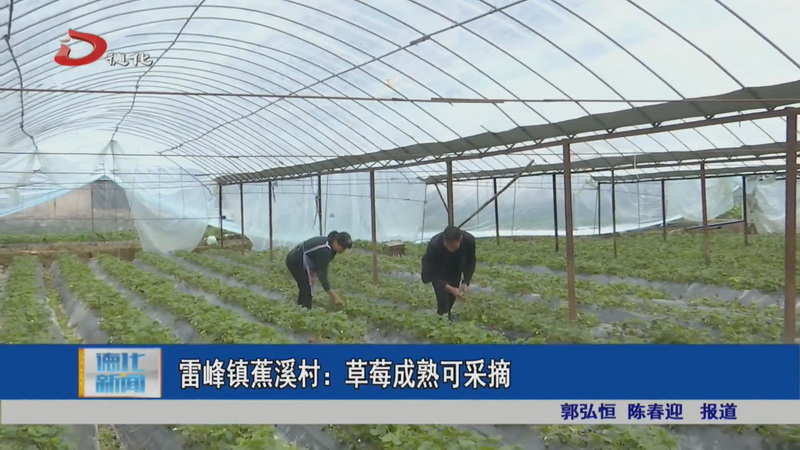 雷峰镇蕉溪村：草莓成熟可采摘 - 憨鼠网