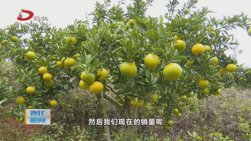 汤头乡：橘柚飘香  采摘忙 - 憨鼠网