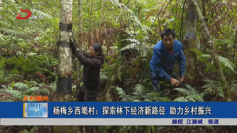 杨梅乡西墘村：探索林下经济新路径 助力乡村振兴 - 憨鼠网