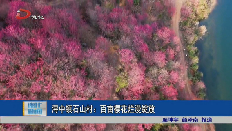 浔中镇石山村：百亩樱花烂漫绽放 - 憨鼠网