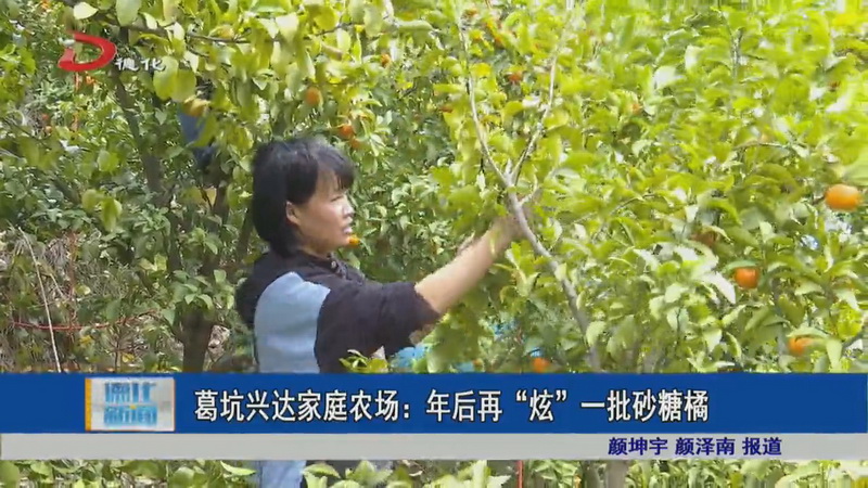 葛坑兴达家庭农场：年后再“炫”一批砂糖橘 - 憨鼠网