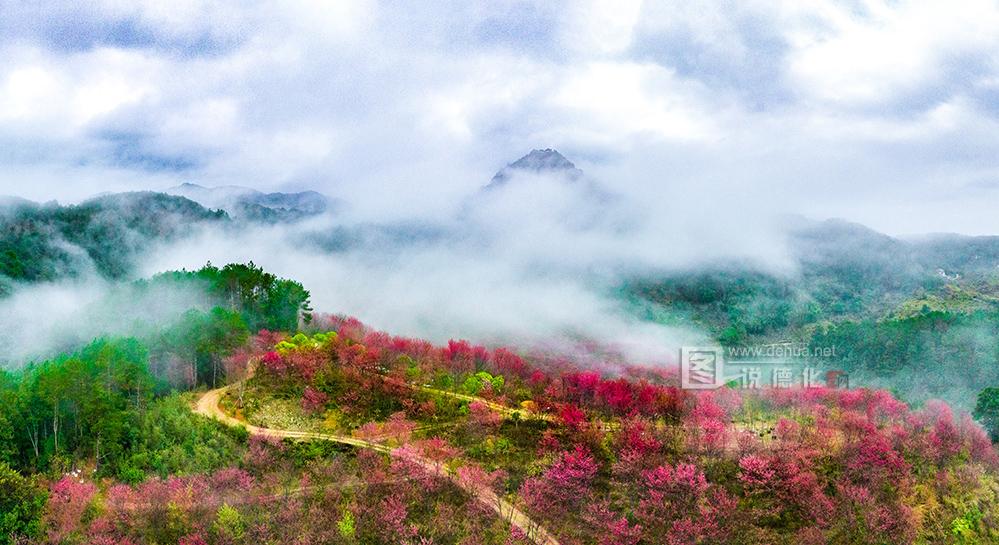 樱花谷：云雾起 美如画 - 憨鼠网