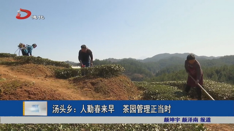 汤头乡：人勤春来早 茶园管理正当时 - 憨鼠网