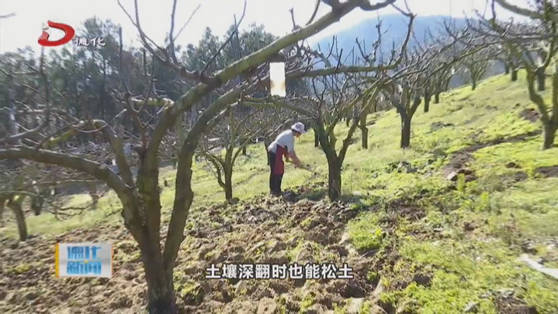 南埕镇嶝峰山种养殖合作社：梨园管护忙 提质增效促增收 - 憨鼠网