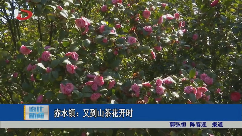 赤水镇：又到山茶花开时 - 憨鼠网