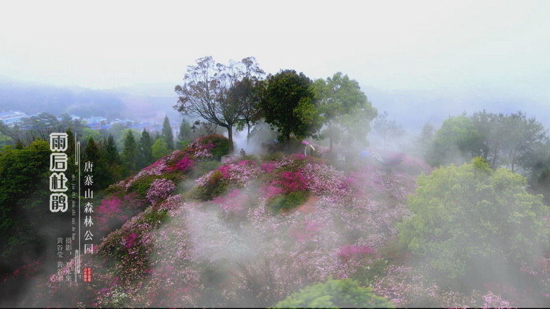 音画：唐寨山——雨后杜鹃 - 憨鼠网