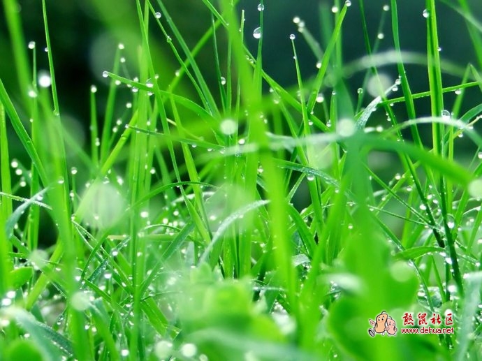 （转）聆听春天的雨声。。。 - 德化论坛