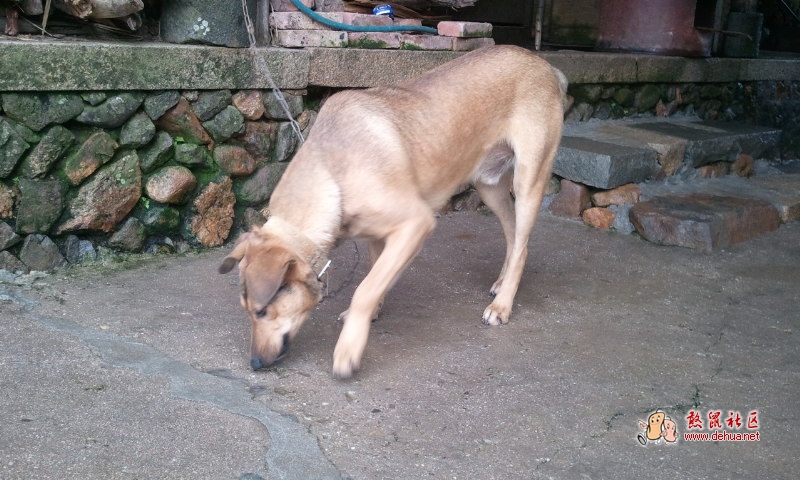 此犬700转让，已经是狗肉价了。 - 德化论坛