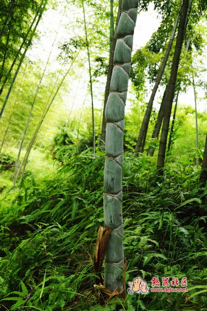 林中秘闻 - 德化论坛