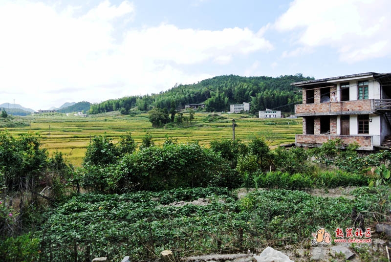 秋收景色美如画 - 德化论坛