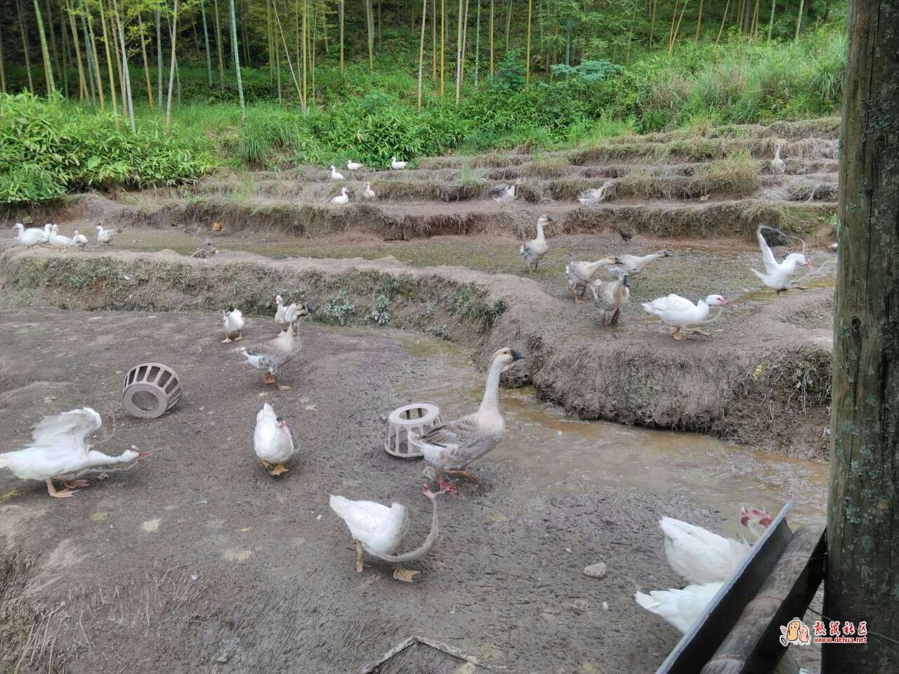 农村养的鸭子、鹅，味道鲜美，下手要快哦！ - 德化论坛